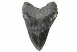 Fossil Megalodon Tooth - South Carolina #168101-1